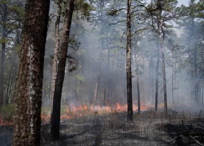 A prescribed fire burns in the New Jersey Pine Barren forests. 