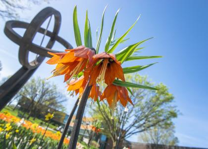 An orange flower with a Penn State landmark in the background