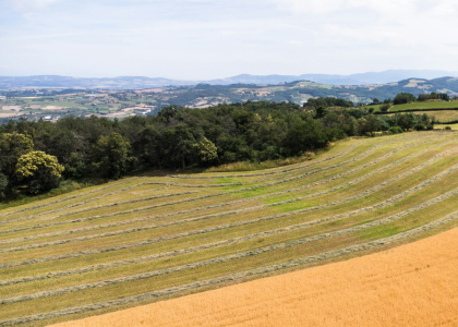 A rolling landscape of grass and wheat with mountains in the background