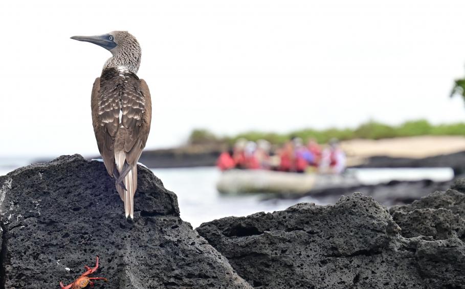 A bird and a crab on rocks in the foreground. The background contains a raft full of tourists 