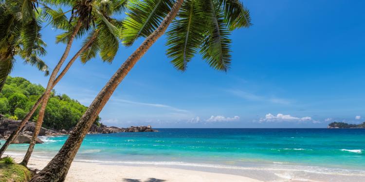 palm trees on a tropical, white sand beach